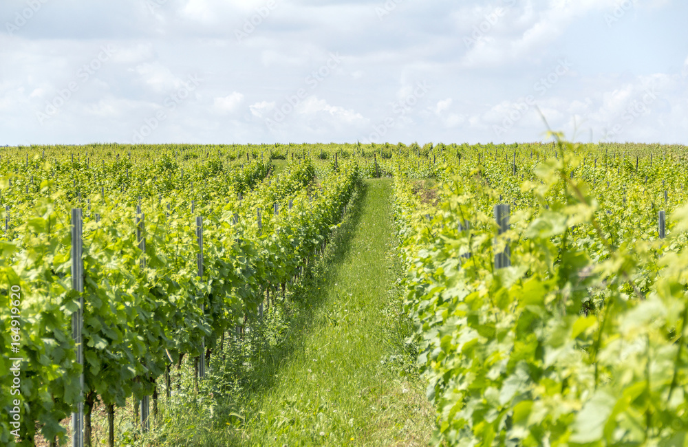 winegrowing around Loerzweiler
