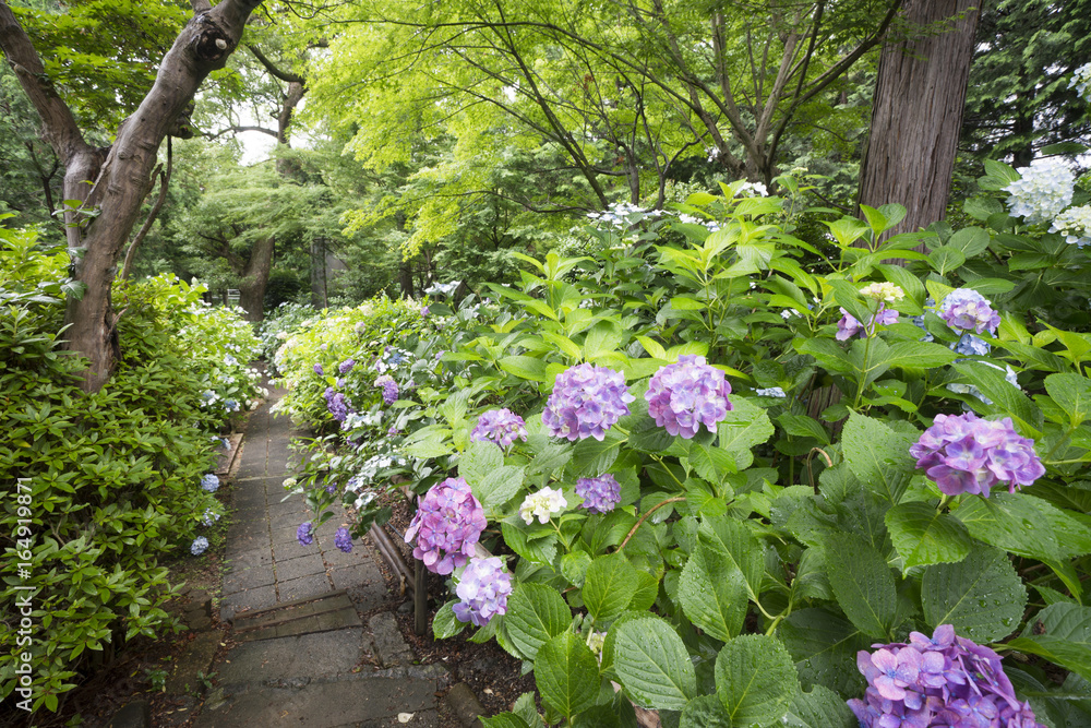 紫陽花満開