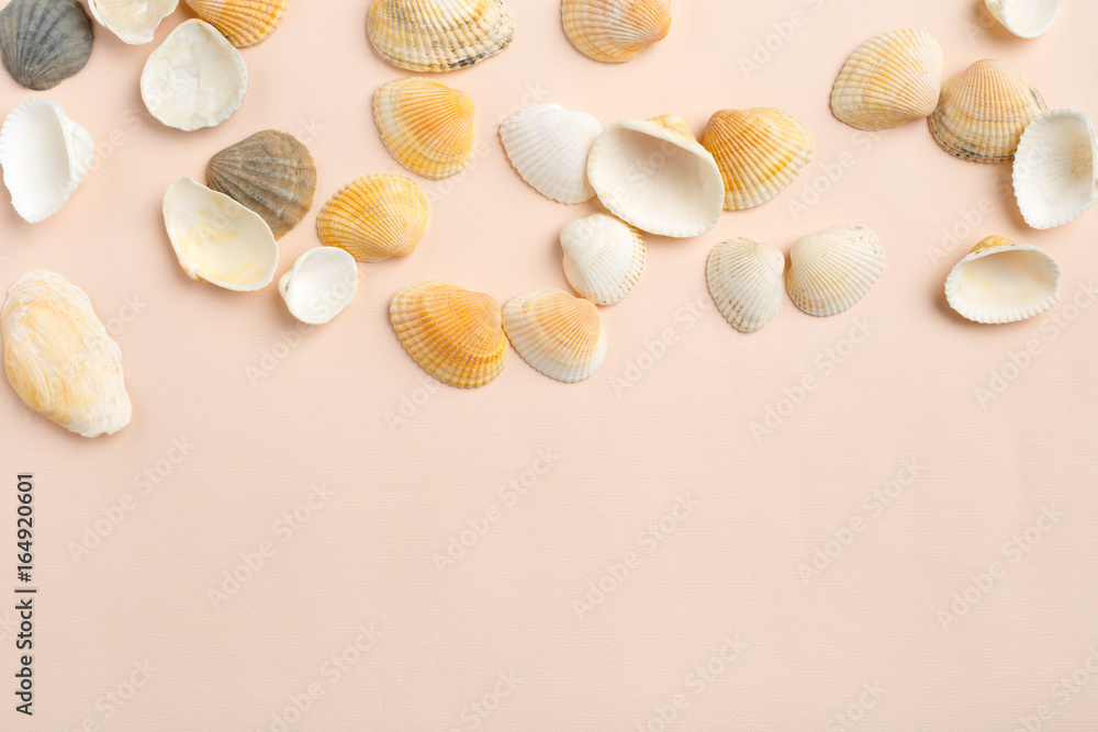 seashells on a bright background seashells on a bright background