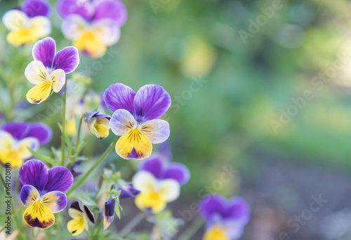 Purple and Yellow Johnny Jump-Ups (Violas) with green background