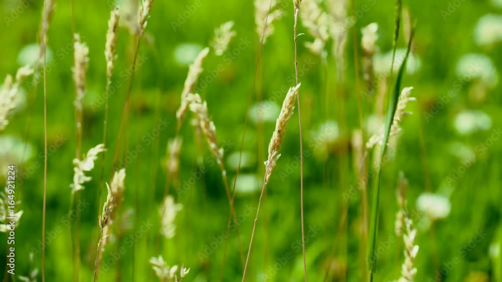 green nature background transition - grasses and clover flowers green nature background transition - grasses and clover flowers