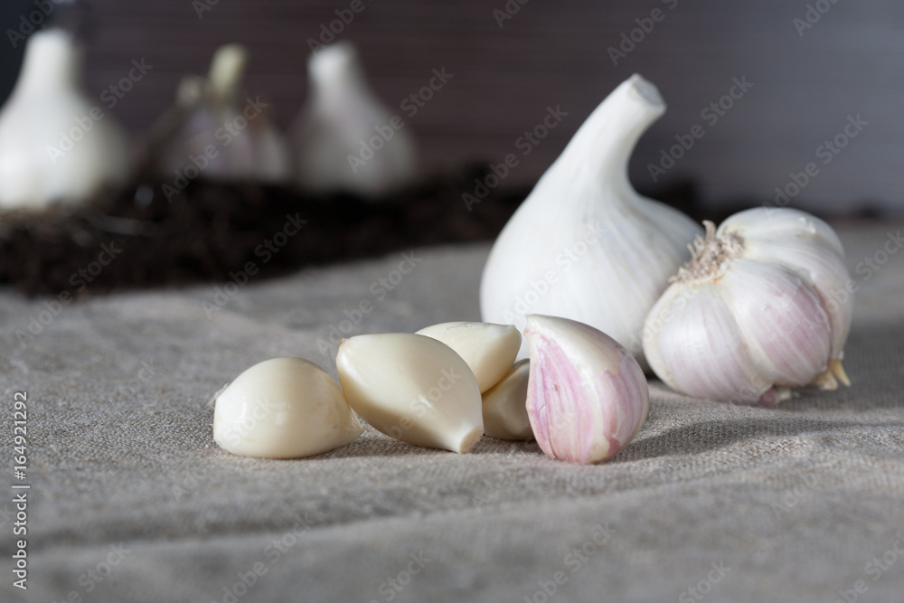Garlic. Garlic bulbs with cloves on burlap background, concept healthy lifestyle. In the background a small patch of garlic. Garlic. Garlic bulbs with cloves on burlap background, concept healthy lifestyle. In the background a small patch of garlic.