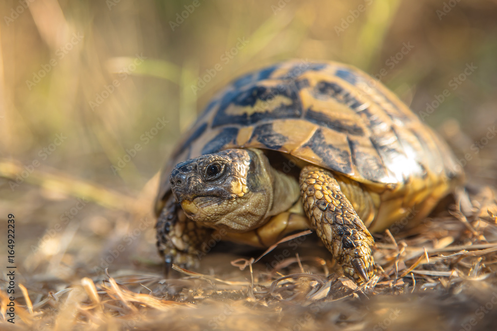 Hermann's tortoise (Testudo hermanni) are small to medium-sized tortoises from southern Europe Hermann's tortoise (Testudo hermanni) are small to medium-sized tortoises from southern Europe