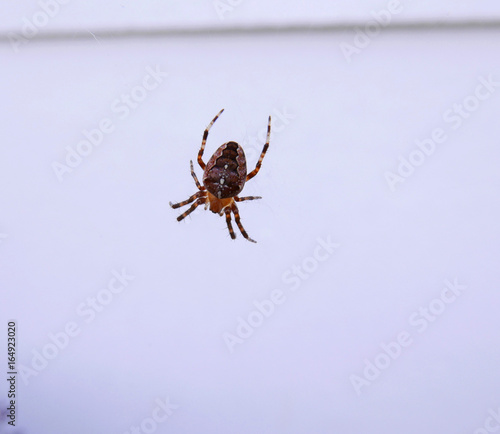 Close up Spider