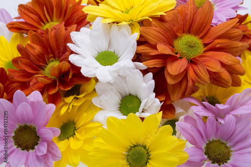 Close up of the colorful chrysanthemum flowers