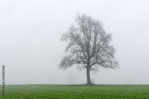 tree in morning fog