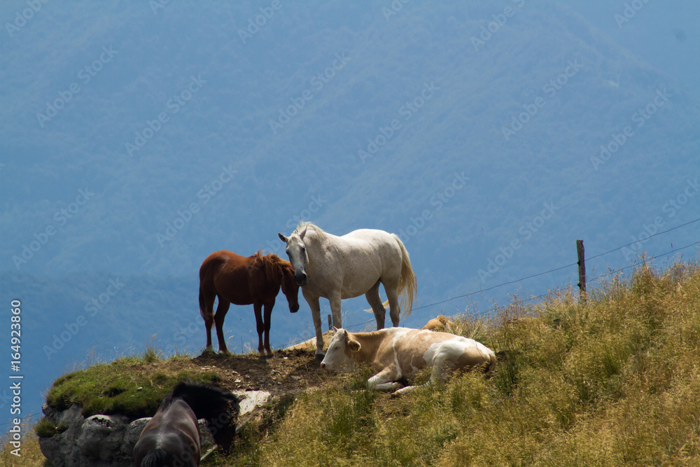 Naklejka premium Horses and cows