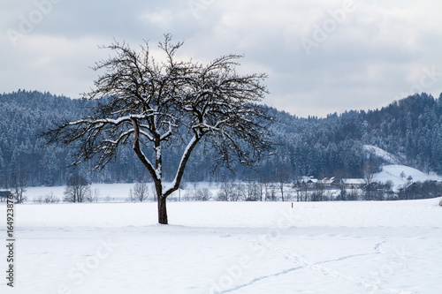 Apple tree in winter