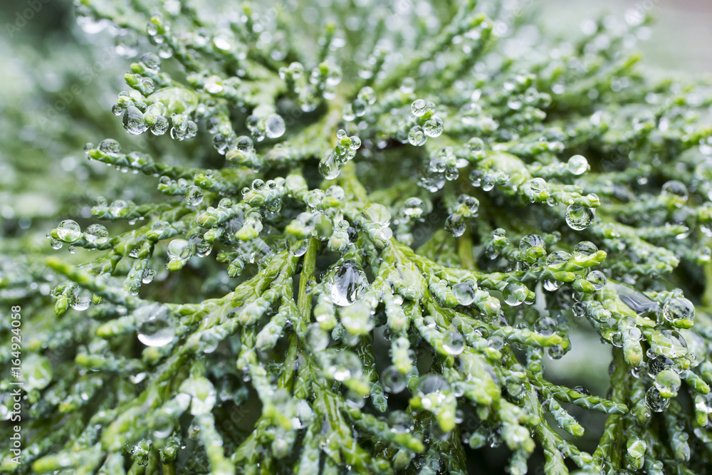 A macro shot of some raindrops caught in the leaves of a conifer tree. Selective focus