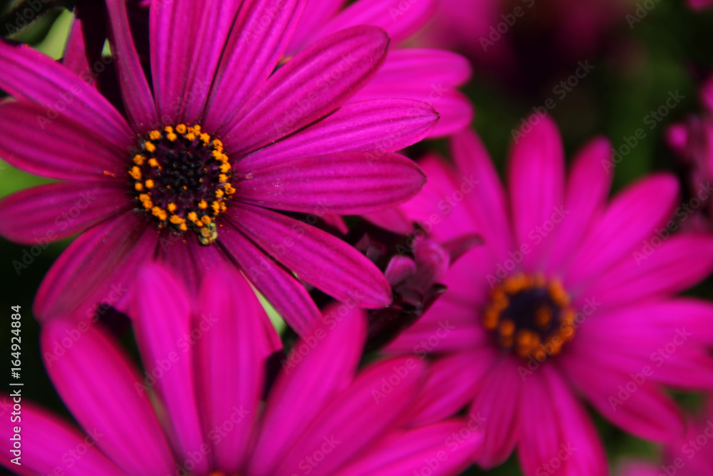 Beautiful flowers, summer season, France Beautiful flowers, summer season, France