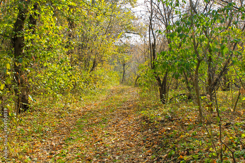 Dirty rural road in the forest on autumn