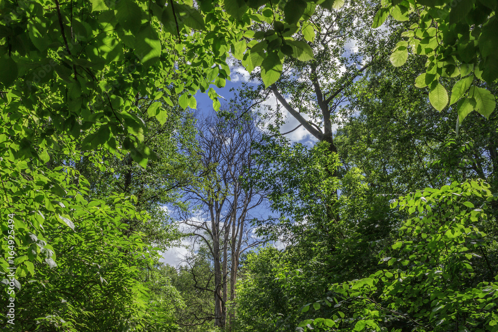 Fototapeta premium The old dead tree surrounded by green deciduous forest.