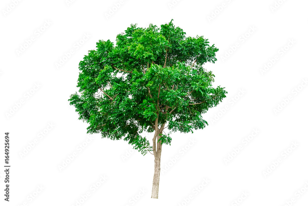 Fototapeta premium Green tree isolated on white background.