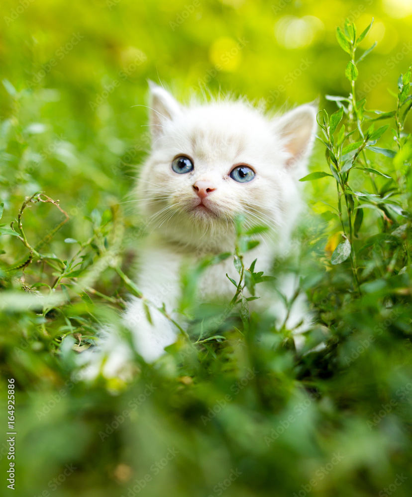 Fototapeta Mały figlarny,biały kotek w zielonej trawie w parku