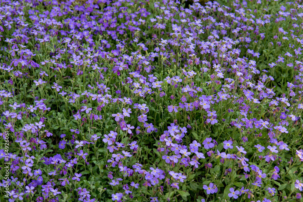 detail of purple flowers