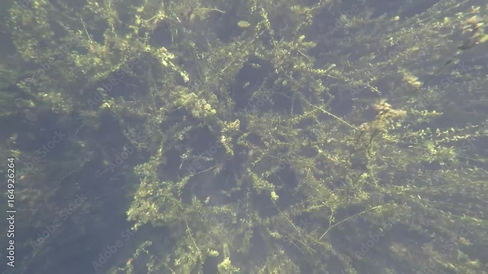 Elodea nuttallii Wasserpest Unterwasseraufnahme Elodea nuttallii Wasserpest Unterwasseraufnahme