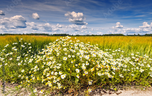 Bush with blossoming wild daisies among field of ripening cereals.The photo was taken in ecologically clean agriculture region of Europe