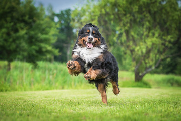 Acrylglasbilder Hund Berner Sennenhund tobt im Garten  © Rita Kochmarjova