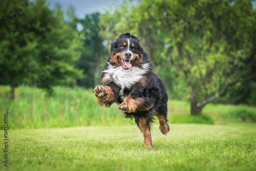 Happy bernese mountain dog playing in the yard photo