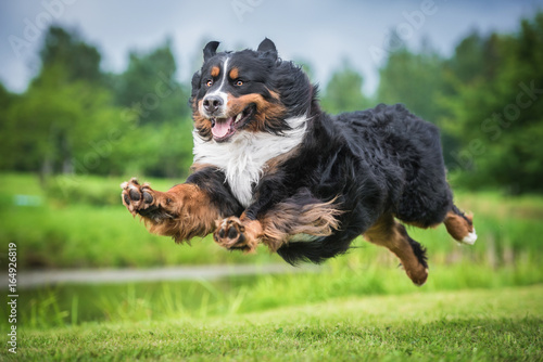 Bernese mountain dog flying in the air