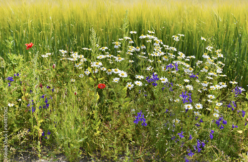 Wild flowers among field with ripening cereals, Europe