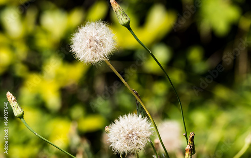 Fototapeta Naklejka Na Ścianę i Meble -  Pusteblumen