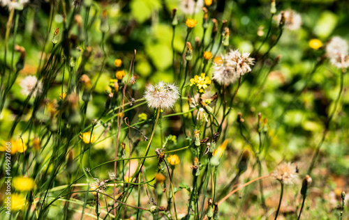 Fototapeta Naklejka Na Ścianę i Meble -  Pusteblumen