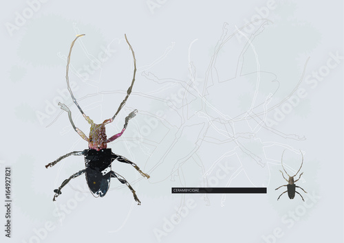 CERAMBYCIDAE