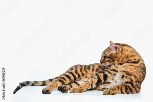 The gold Bengal Cat on white background © master1305