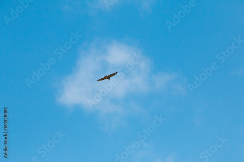 Bussard vor einer Wolke