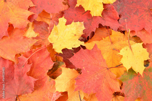 Autumn leaves  fall  maple