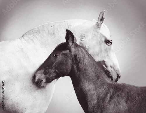andalusia mare with foal