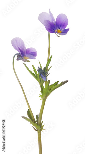 two small pansy violet blooms and bud on stem