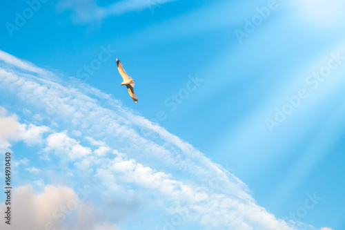 Schilderij op canvas Armenian Gull in Flight on Blue Sky