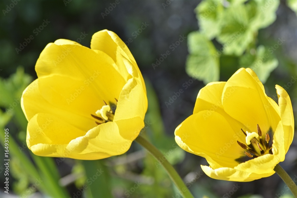 Obraz premium Wildflower