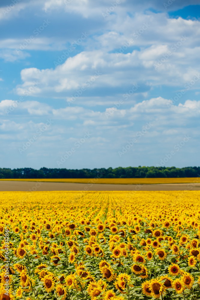 A lot of yellow sunflowers against the blue sky