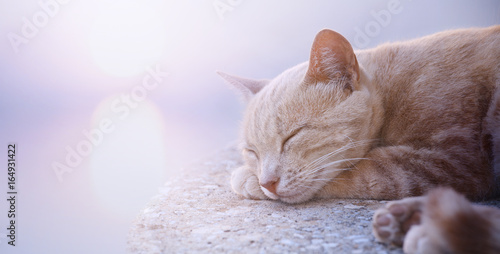 Fototapeta sztuka śpiącego kota o wschodzie słońca w ciągu dnia