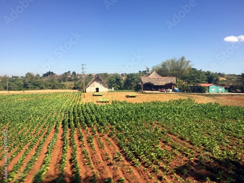 Tobacco plantation in Vinales