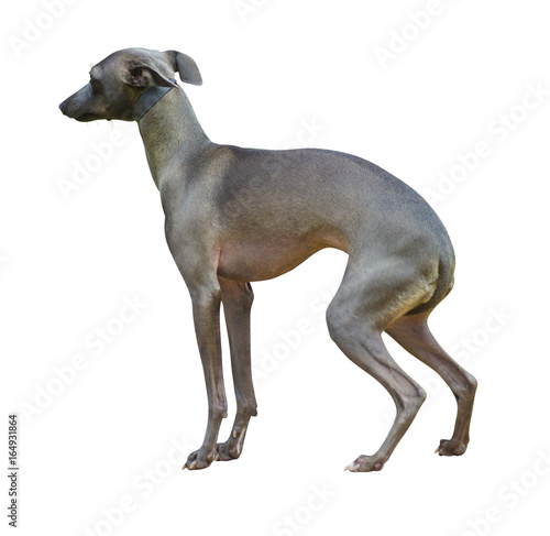 Saluki (Persian greyhound). adorable saluki puppy on white. Saluki Isolated on white background