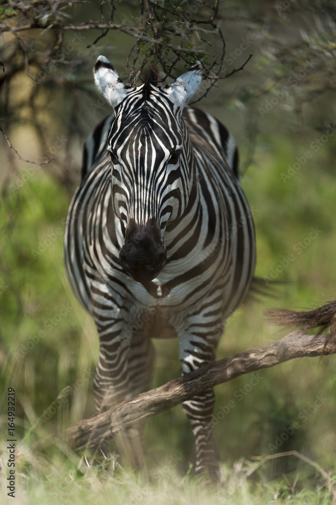 Naklejka premium Zebra at Lake Nakuru Kenya on 19/08/10 Photo: Michael Buch