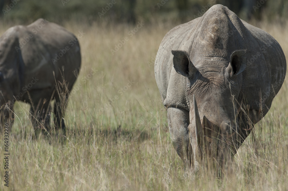 Rhino at Lake Nakuru Kenya on 19/08/10 Photo: Michael Buch