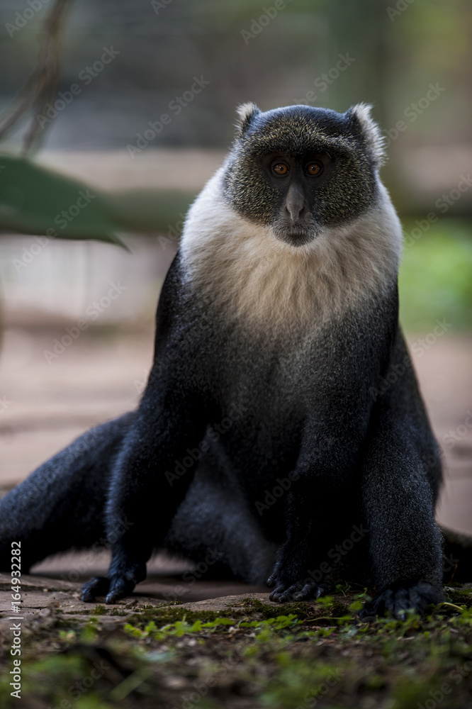 Fototapeta premium Sykes' monkey. Photographed at Nairobi National Park Kenya on 11/08/10 Photo: Michael Buch