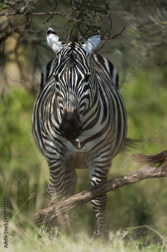Zebra at Lake Nakuru Kenya on 19 08 10 Photo  Michael Buch