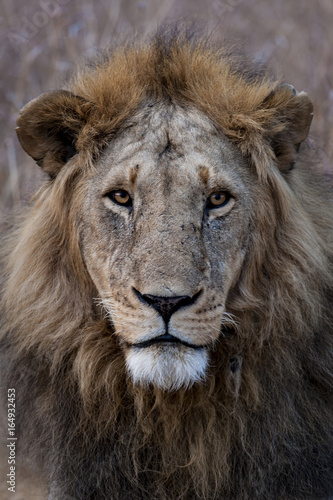 You get a great portrait when the animals don t mind your presence. Photographed at Masai Mara Kenya on 30 08 10 Photo  Michael Buch