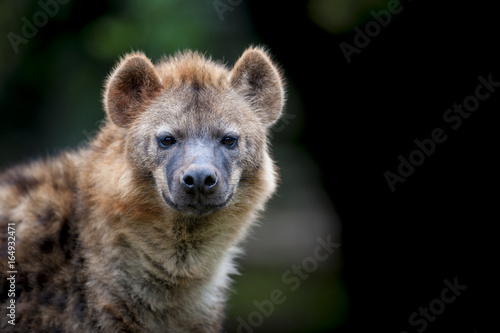 Fotografia Hyena photographed at Nairobi National Park Kenya on 11/08/10 Photo: Michael Buc