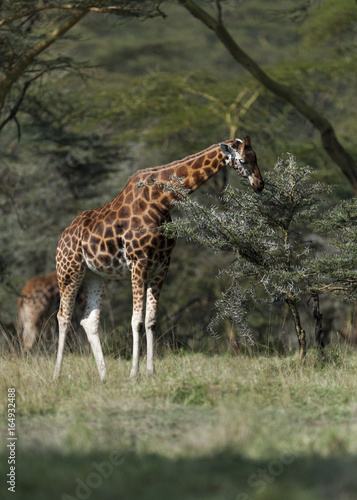 Giraffe eating at Lake Nakuru Kenya on 19 08 10 Photo  Michael Buch
