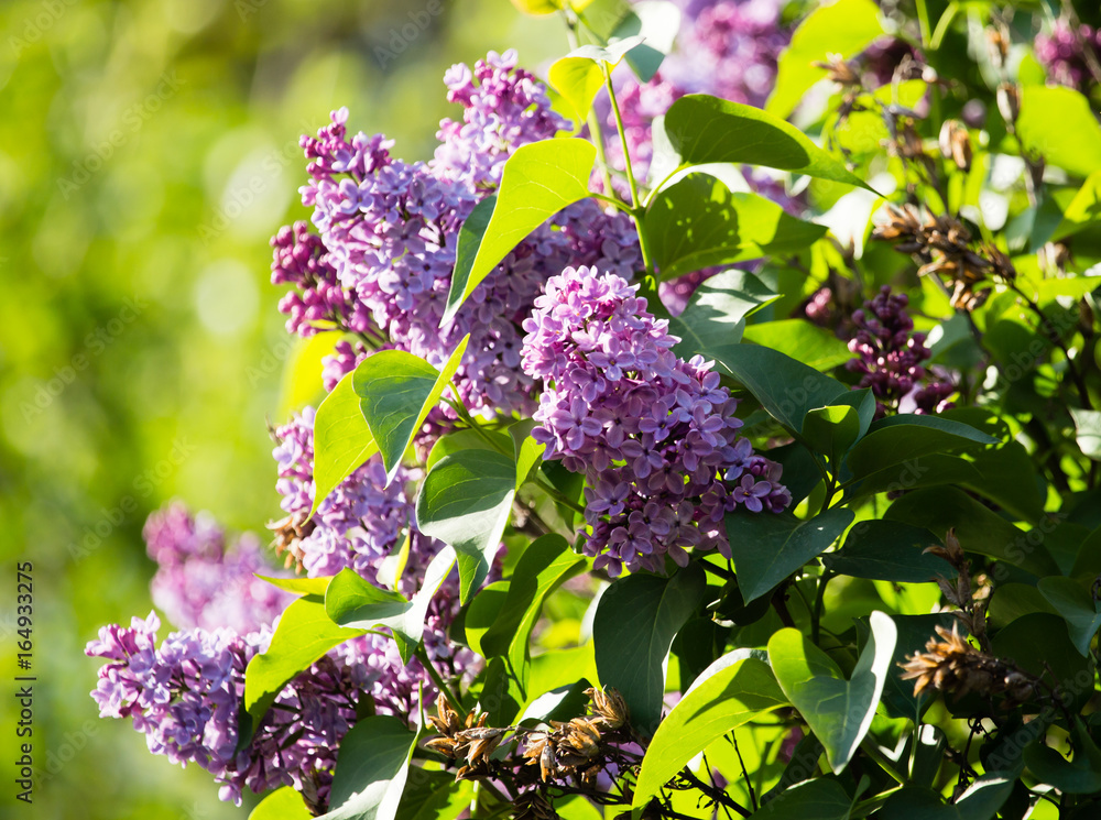 Beautiful lilac flowers in the nature Beautiful lilac flowers in the nature