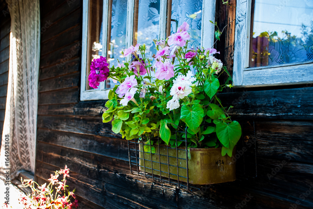 Flower pot with different colored petunias hanging on the wooden wall under the window