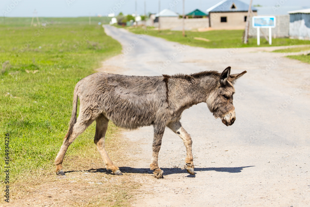 Fototapeta premium The donkey crosses the road