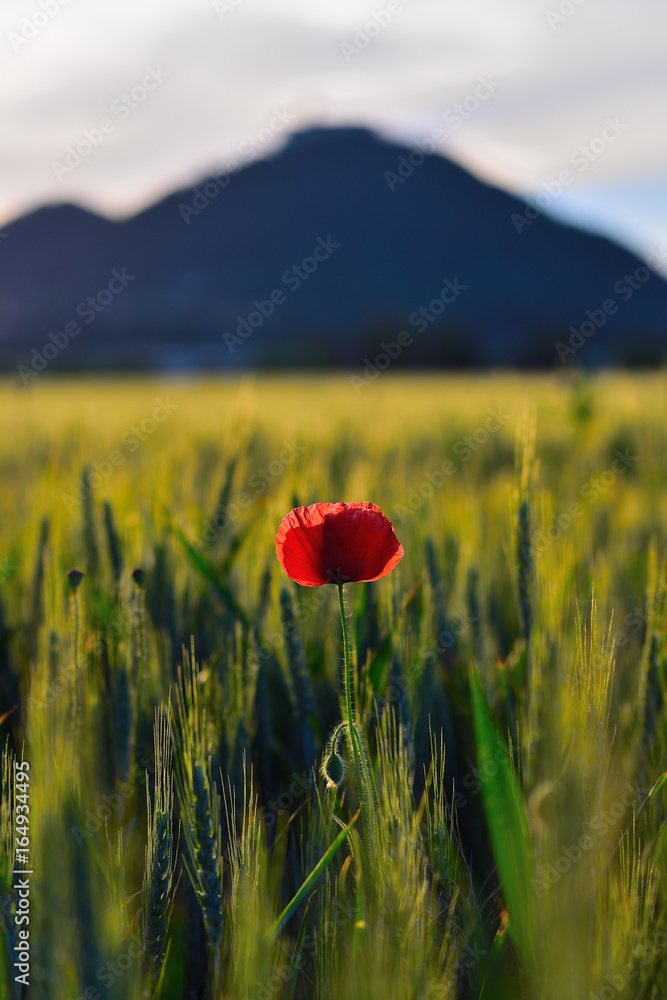 Fresh red poppy flowers are fluttering with fresh green barley field. The red poppies in blossom Fresh red poppy flowers are fluttering with fresh green barley field. The red poppies in blossom